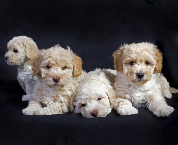 Grupp Pudel Maltesiska Blandning Hundar Poserar Framför Svart Bakgrund — Stockfoto