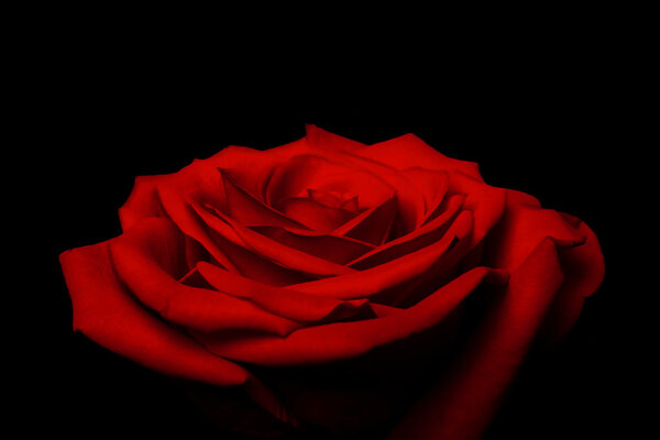 Beautiful red rose flower with layered petals resembling love and great gift for Valentine's day, isolated.