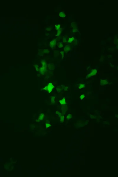 Tissue culture cells expressing GFP Royalty Free Stock Images