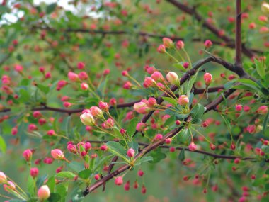 Cherry buds clipart