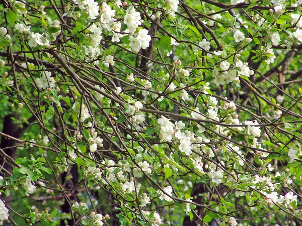 Fondo Primavera Con Ramas Manzano Flor —  Fotos de Stock
