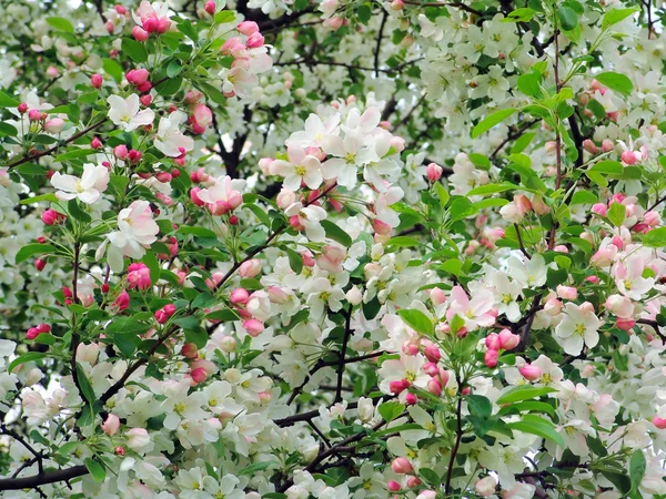 stock image Apple blossom