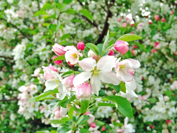 stock image Spring background with apple tree rose flower.