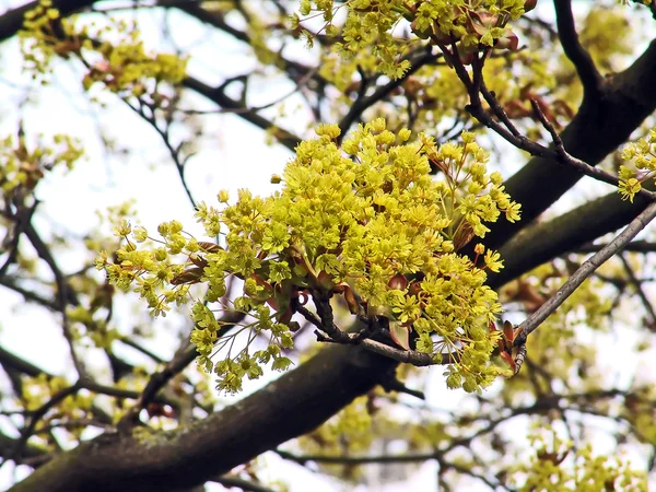 Våren Bakgrund Med Maple Blossom — Stockfoto