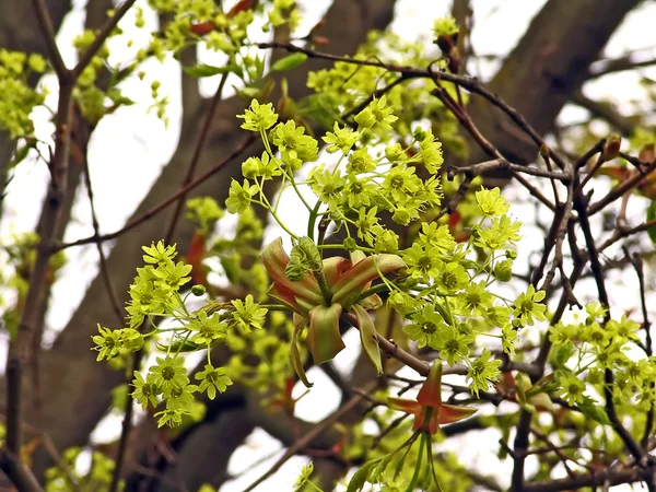 Fondo Primavera Con Hermosa Flor Arce Verde —  Fotos de Stock