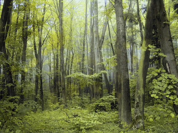 Forêt magique — Photo