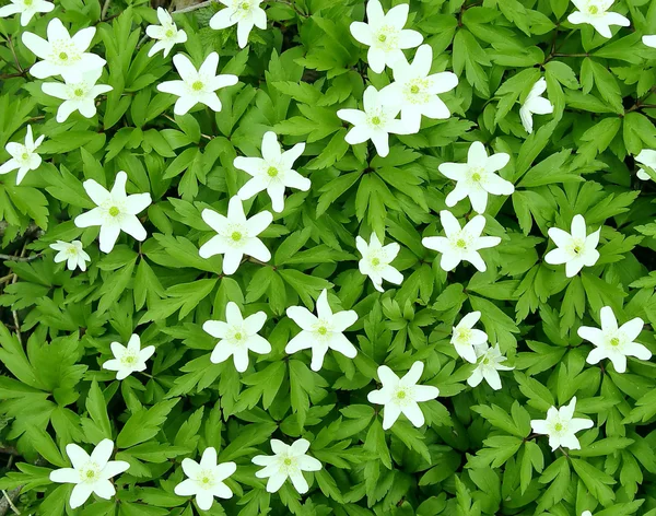 stock image Snowdrops