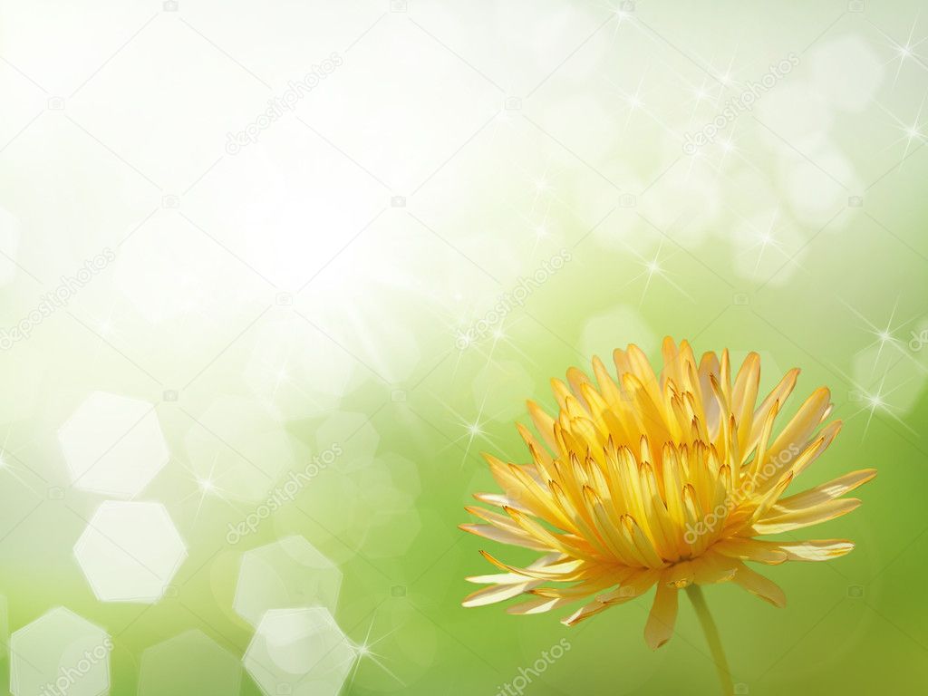 Bokeh blur flower