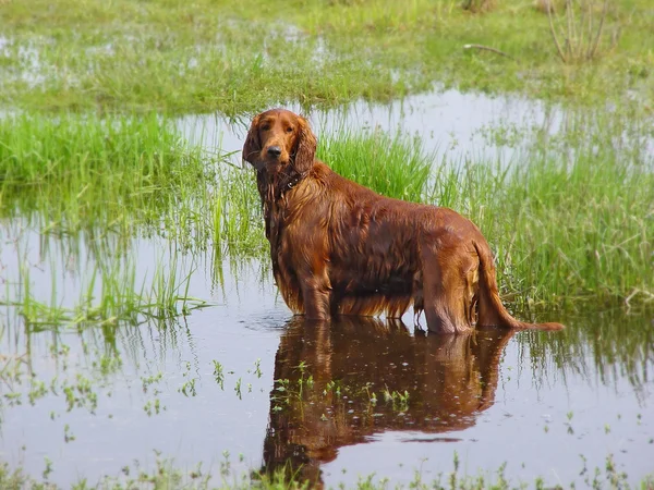 stock image Red setter