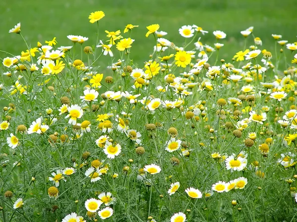 stock image Yellow summer flowers