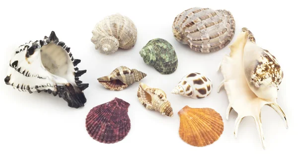Beautiful shell — Stock Photo, Image