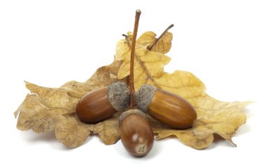 Olgun acorns