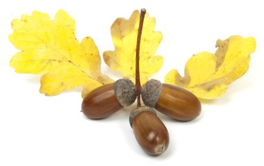 Olgun acorns