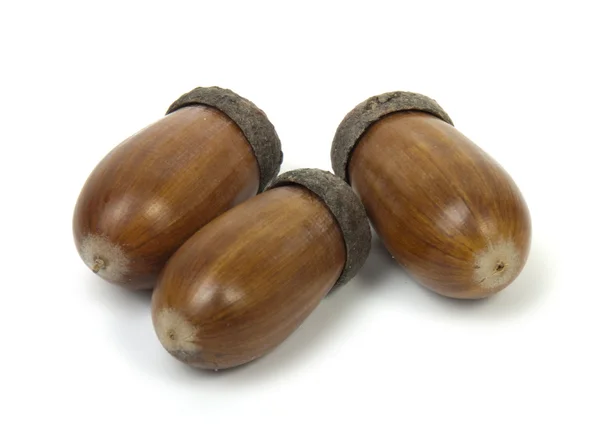 Ripe acorns — Stock Photo, Image