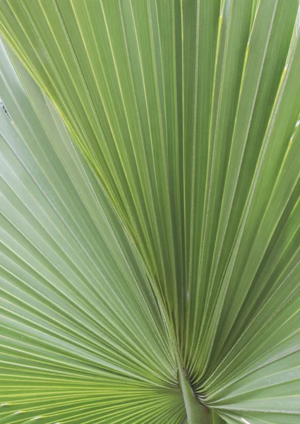 叶棕榈 — 图库照片