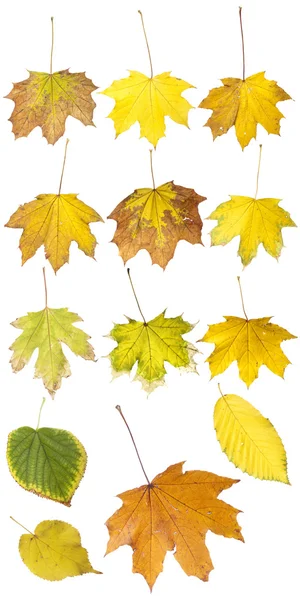 干燥的秋季叶 — 图库照片