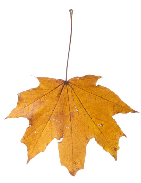 Dried autumn leaf — Stock Photo, Image