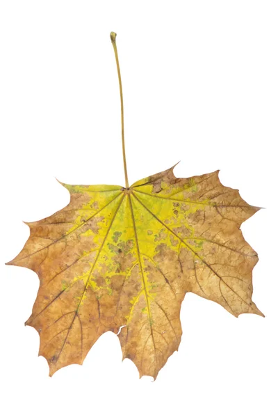 Getrocknetes Herbstblatt — Stockfoto