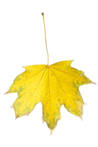 Dried autumn — Stock Photo, Image