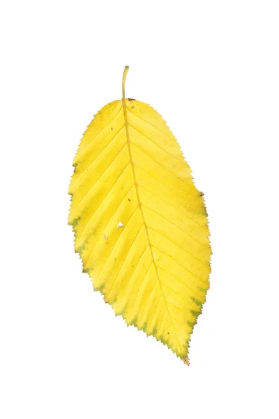 Getrocknetes Herbstblatt — Stockfoto