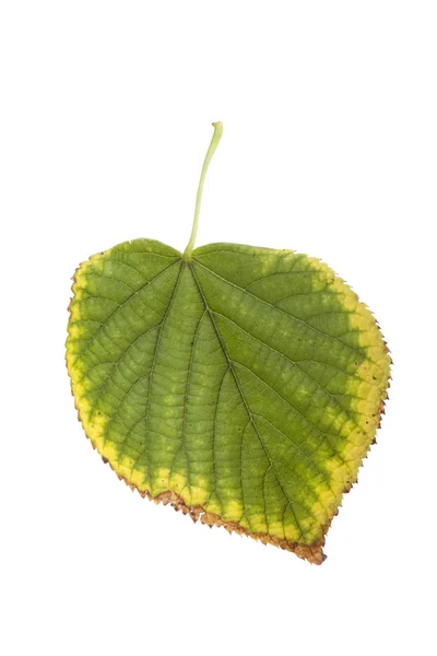 Ξερά φύλλα του φθινοπώρου — Φωτογραφία Αρχείου