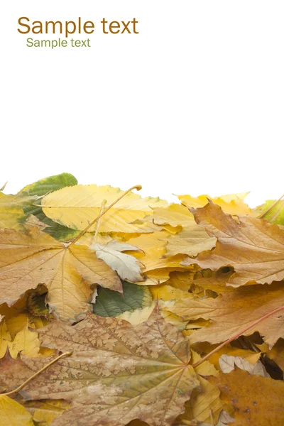 Рамка из листьев — стоковое фото