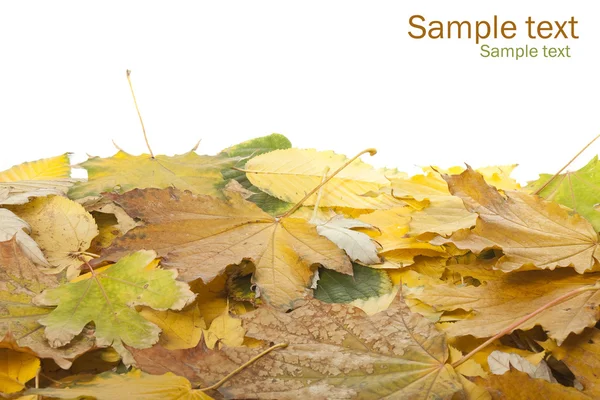 Рамка из листьев — стоковое фото