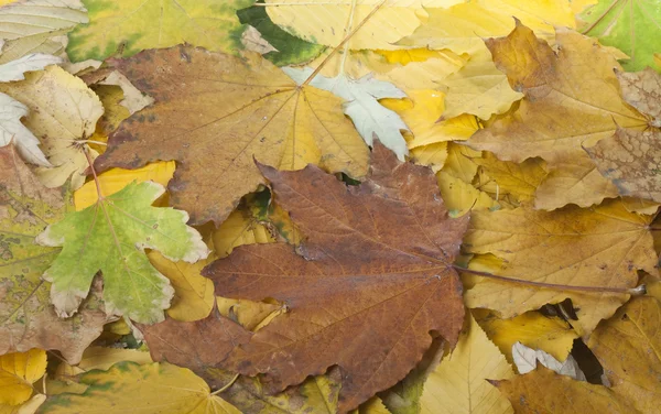 Autumn texture — Stock Photo, Image