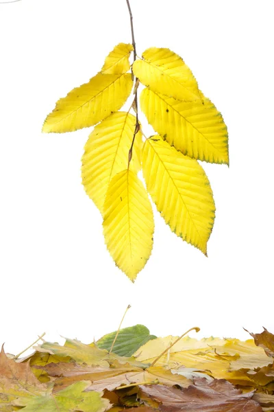 Frame of leaves — Stock Photo, Image
