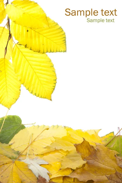 葉のフレーム — ストック写真