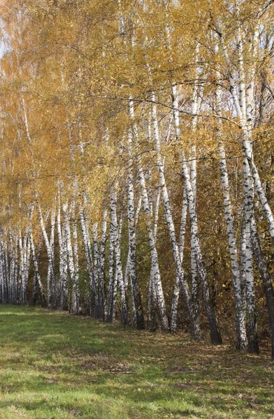 सुंदर शरद ऋतू लँडस्केप — स्टॉक फोटो, इमेज