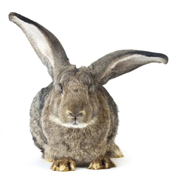 Büyük tavşan — Stok fotoğraf