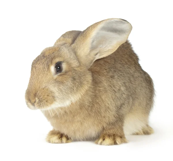 Большой красный кролик — стоковое фото