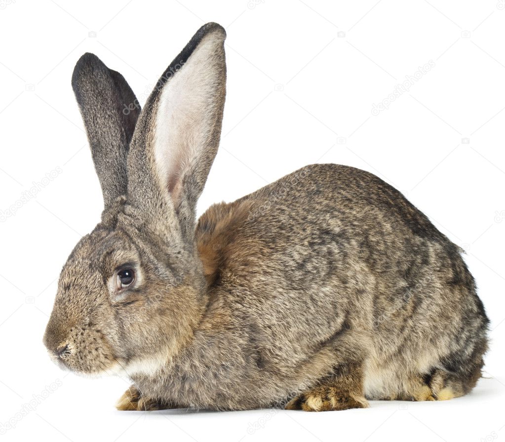 Rabbit white background Stock Photos, Royalty Free Rabbit white background  Images | Depositphotos