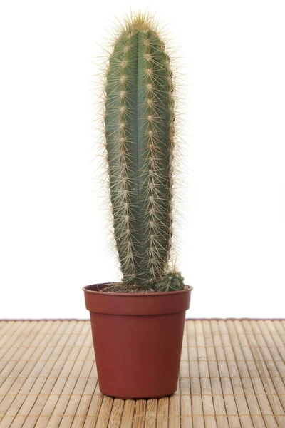 stock image Cactus