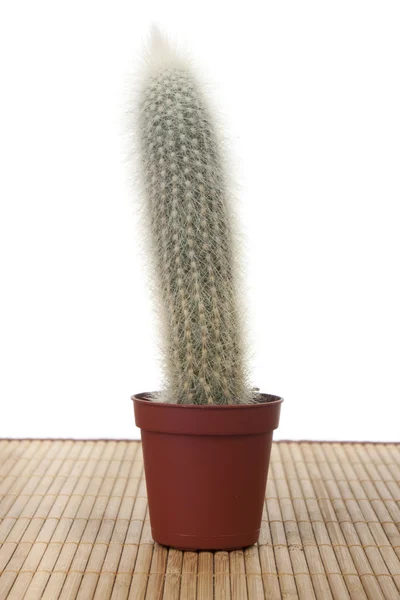 Stock image Cactus