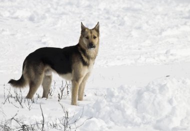 Köpek.