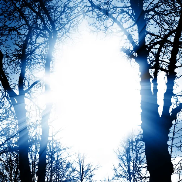 暗い魔法の木 — ストック写真