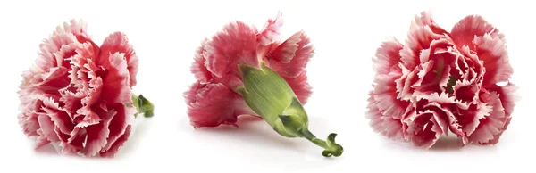 Χαριτωμένο Ροζ Γαρίφαλα Λευκό Φόντο — Φωτογραφία Αρχείου
