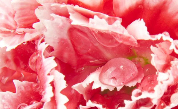 Ładny różowy Goździk — Zdjęcie stockowe