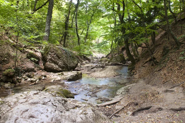 stock image Green forest