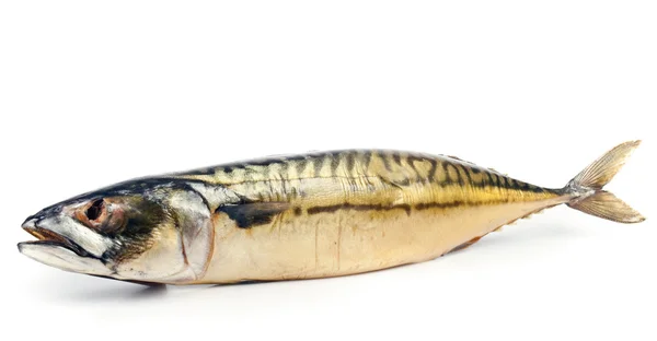 Peixes Sarda Scomber Scrombrus Isolados Sobre Fundo Branco — Fotografia de Stock