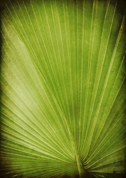 Liść palmowy — Zdjęcie stockowe