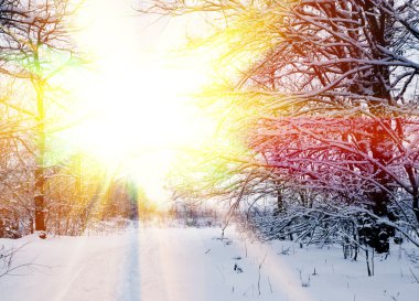 Snowbound winter forest in a rays of evening sun clipart