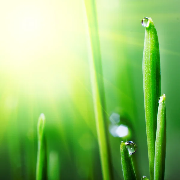 Water Druppels Groene Blad Voor Ontwerp — Stockfoto