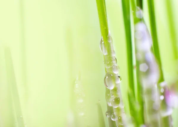 Water Drops Green Leaf Your Design — Stock Photo, Image