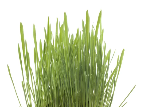 燕麦在白色背景上的芽苗菜 — 图库照片