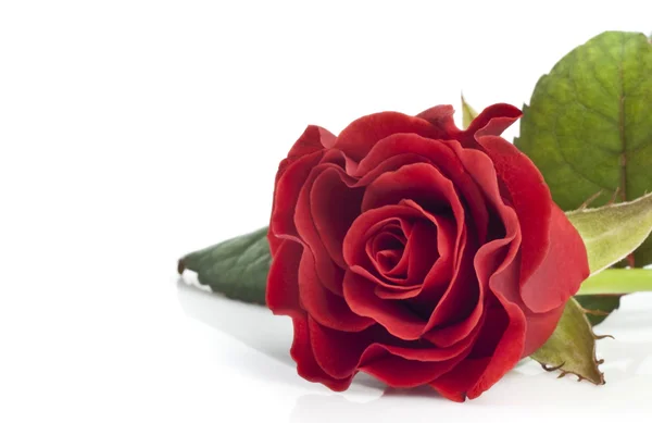 Piękna czerwona róża — Zdjęcie stockowe
