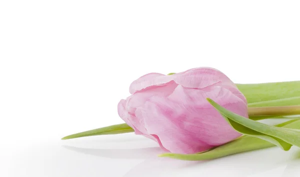Рожевий тюльпан — стокове фото
