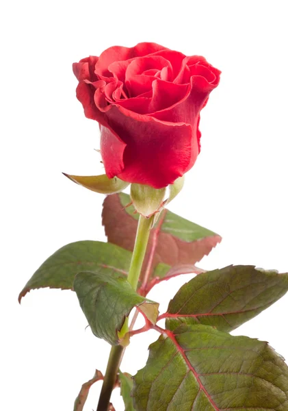 あなたの設計のための白い背景の上の美しい赤いバラ — ストック写真